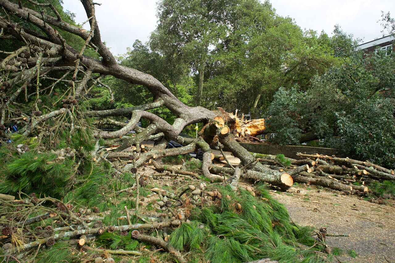 Tree Root Removal in Jackson, GA